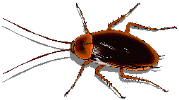 cockroache